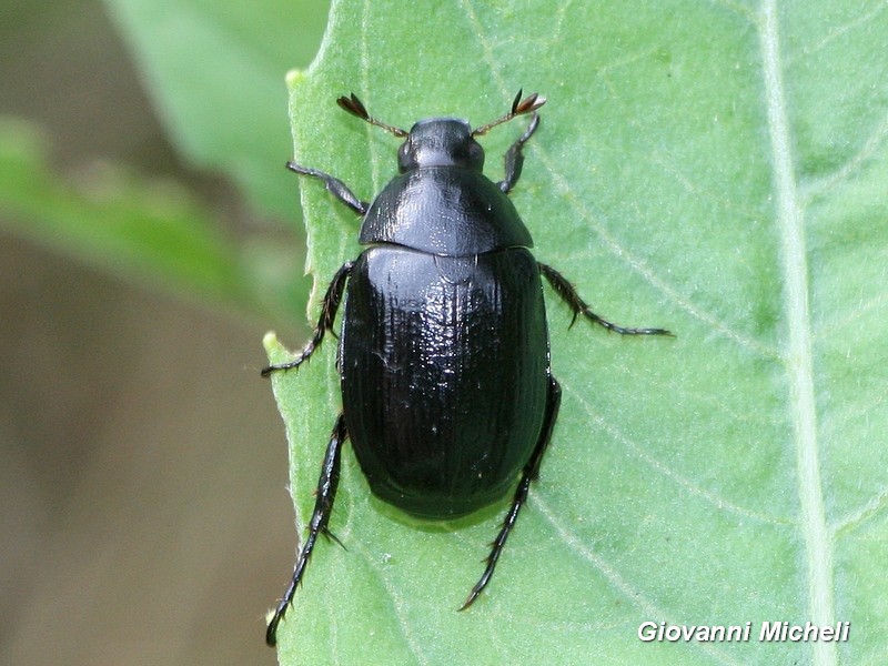 Rutelidae:   Anomala dubia